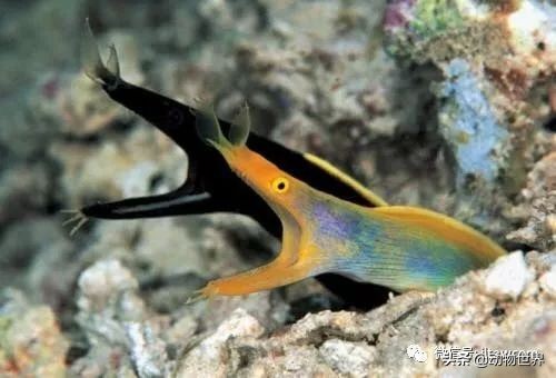 花里胡哨的淡水鱼,奇形怪状的海洋鱼