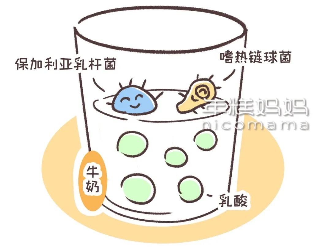 益生菌和益生元及乳酸菌有区别吗,乳酸菌益生元锌