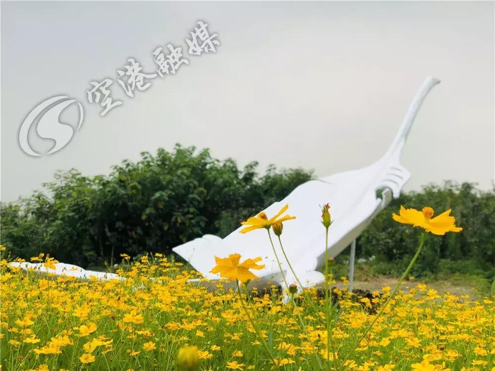 来成都打卡空港花田,成都双流空港花田打卡看飞机