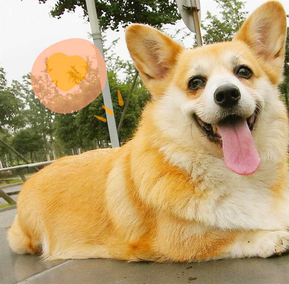 狗狗为什么养不胖,铲屎官必知的6个狗狗喂养好习惯