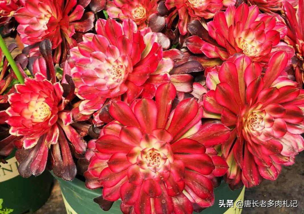 多肉嫩桩变老桩,高桩碧桃多肉老桩