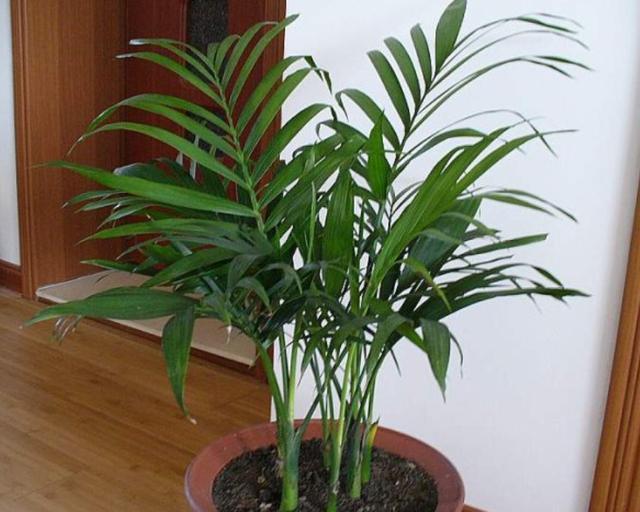 家里养凤尾竹的风水,家庭盆栽凤尾竹怎么施肥