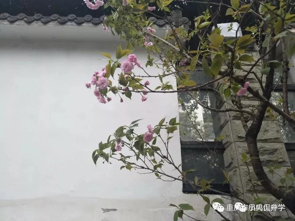 重庆凤鸣山中学状元,凤鸣山文理科双状元