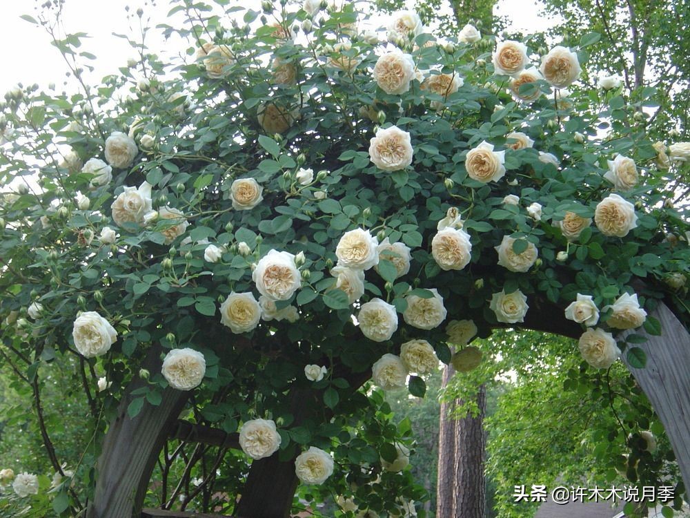 奥斯汀月季最佳品种,奥斯汀月季最好的品种