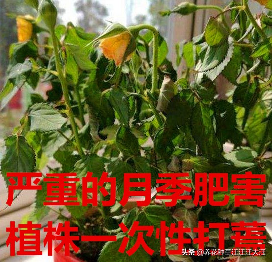 地栽月季肥害大烧苗多久能缓过来,月季肥害了还可以用磷酸二氢钾吗