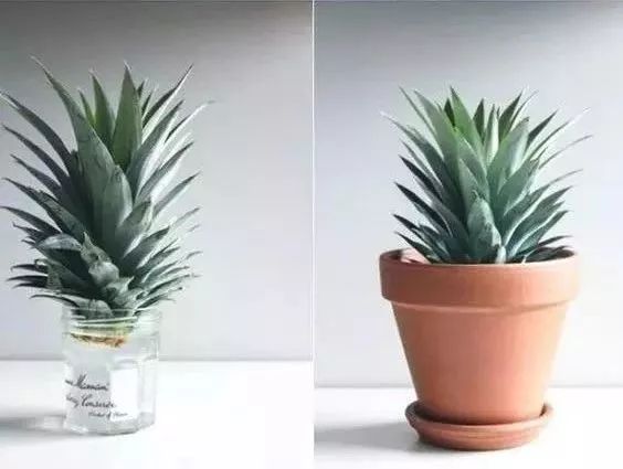 玉米棒子插水里，7天冒出小森林