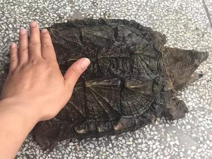 还没看《神奇动物在哪里》？没关系，你错过的神奇动物都在这里