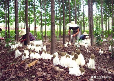 做杂粮煎饼生意一年能挣多少钱,怎么创业做煎饼店铺赚钱