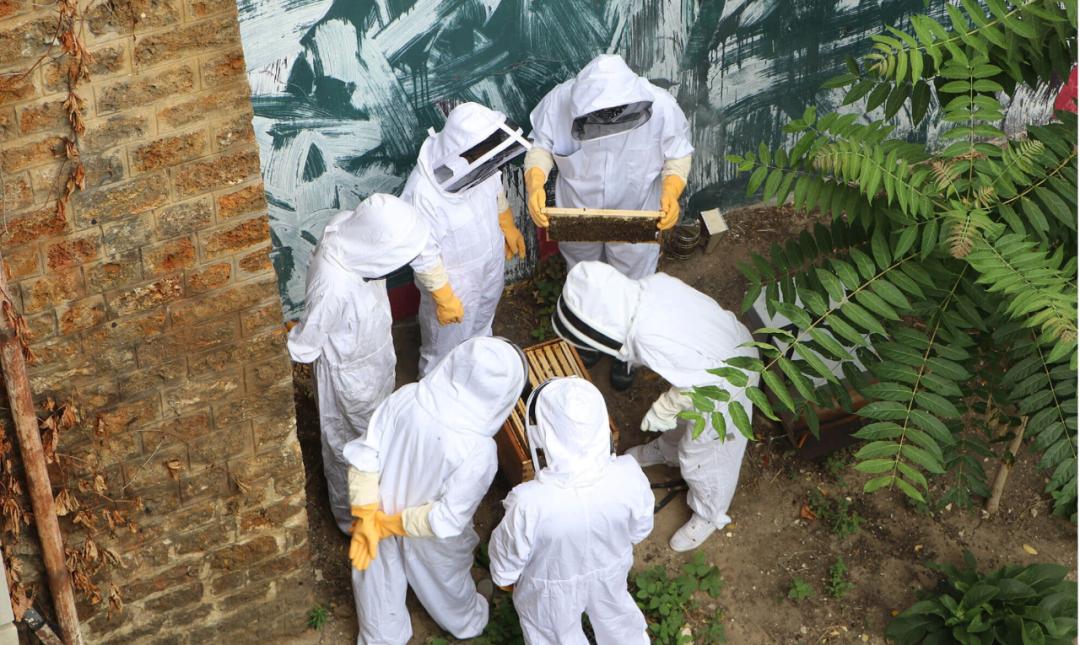 杀人蜂为什么那么可怕,杀人蜂到底有多厉害