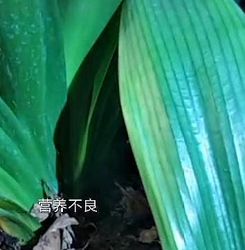 现在的君子兰怎么养小技巧图解,养君子兰的正确方法和技巧