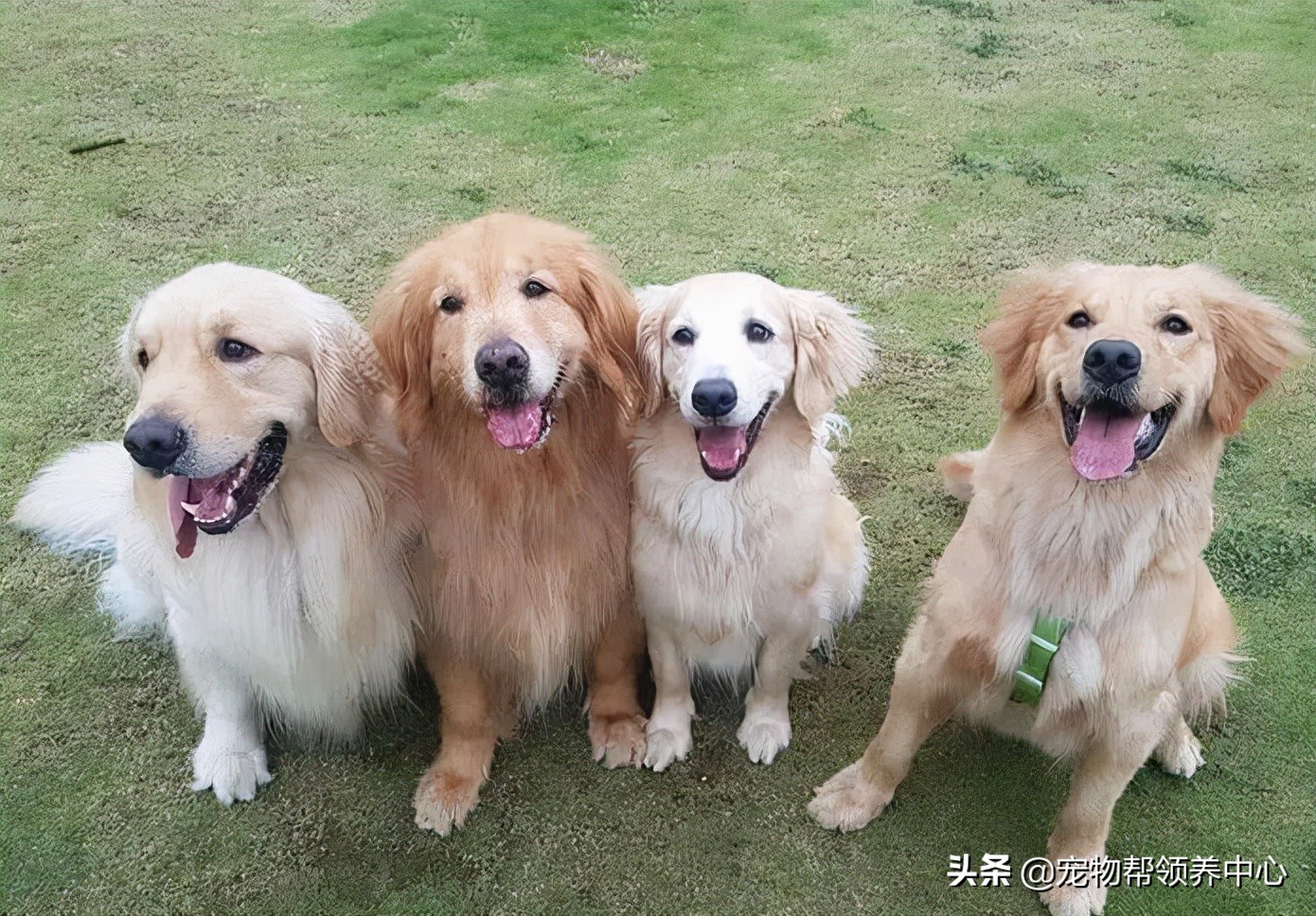 胖金毛最后减肥成功,金毛被迫减肥完整视频