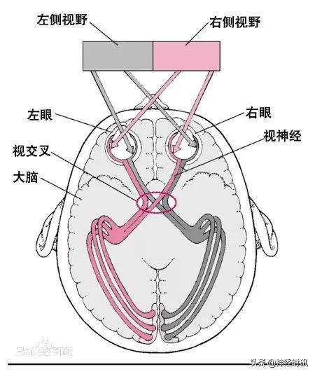 脑神经包含自主神经,脑神经算是传入神经吗
