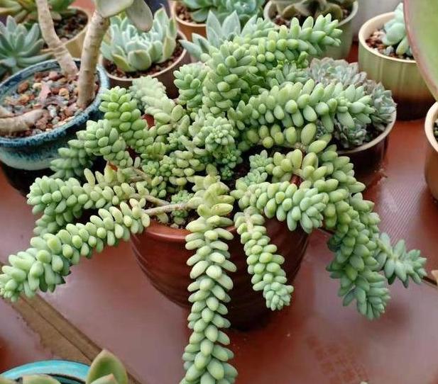 多肉玉缀锦图片,新玉缀多肉植物怎么养护