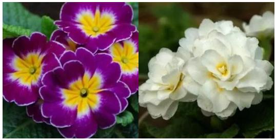 冬季也能开花的家养盆栽,冬天家里没有暖气养什么花