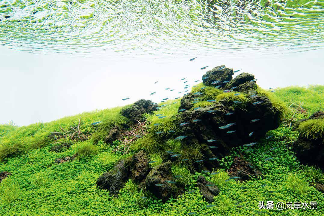 岚岸鱼缸造景图,岚岸水草缸设计图