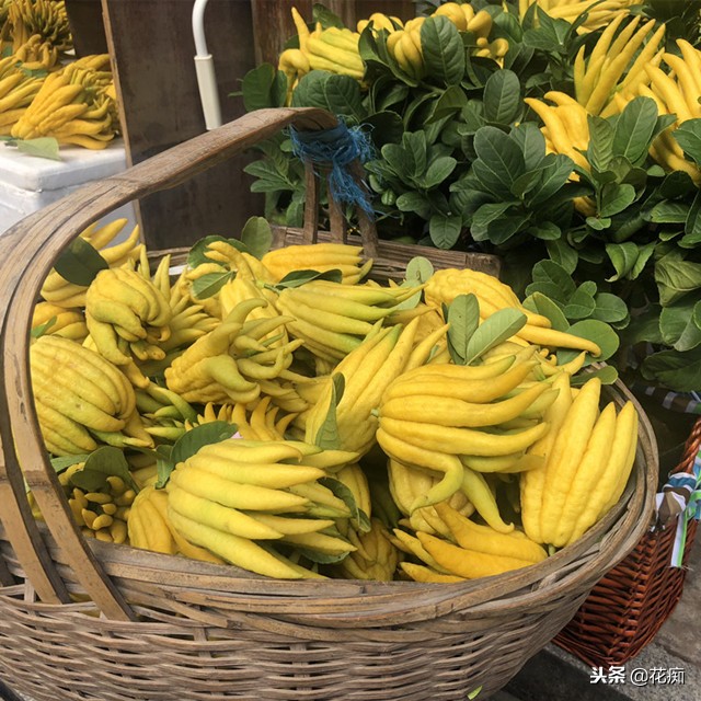 佛手绿植能养在家中吗,盆栽佛手挂果后怎么养护视频