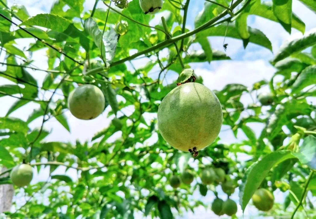 90后新农人直播视频,90后新农人创业故事