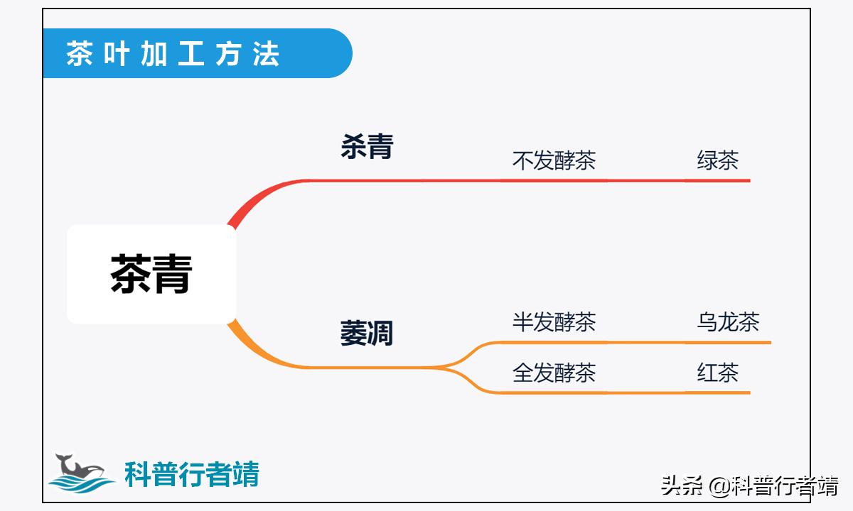 茶叶加工与讲解,茶叶的加工技巧有哪些