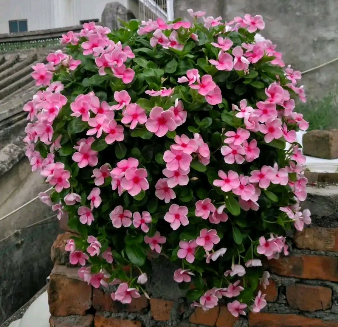 一帆风顺花有毒吗对小孩有影响吗,气味对身体有害的盆栽花卉