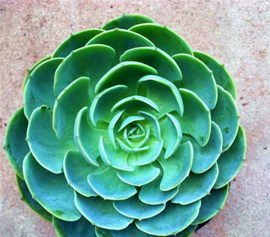 玉蝶侧芽怎么养成老桩,玉蝶老桩怎么修剪桩型