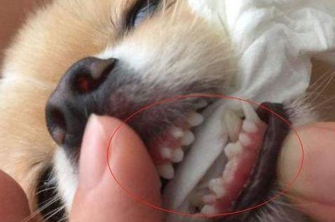 狗狗厌食挑食是缺钙的原因吗,怎么判断狗狗是髌骨脱位还是缺钙