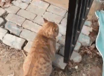 橘猫渣猫,渣猫和橘猫的区别