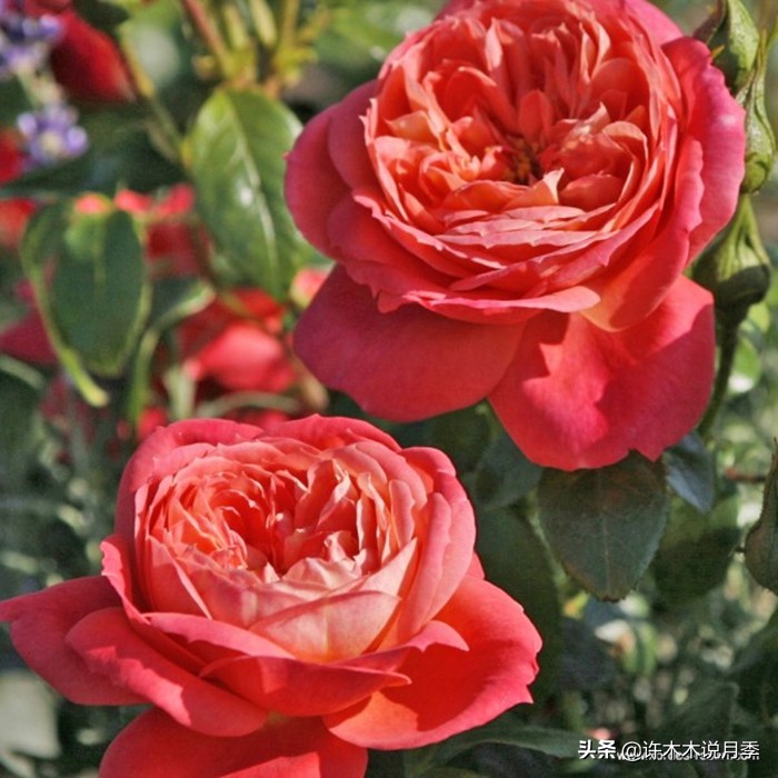 买到假月季苗怎么办,怎样网购月季不受骗