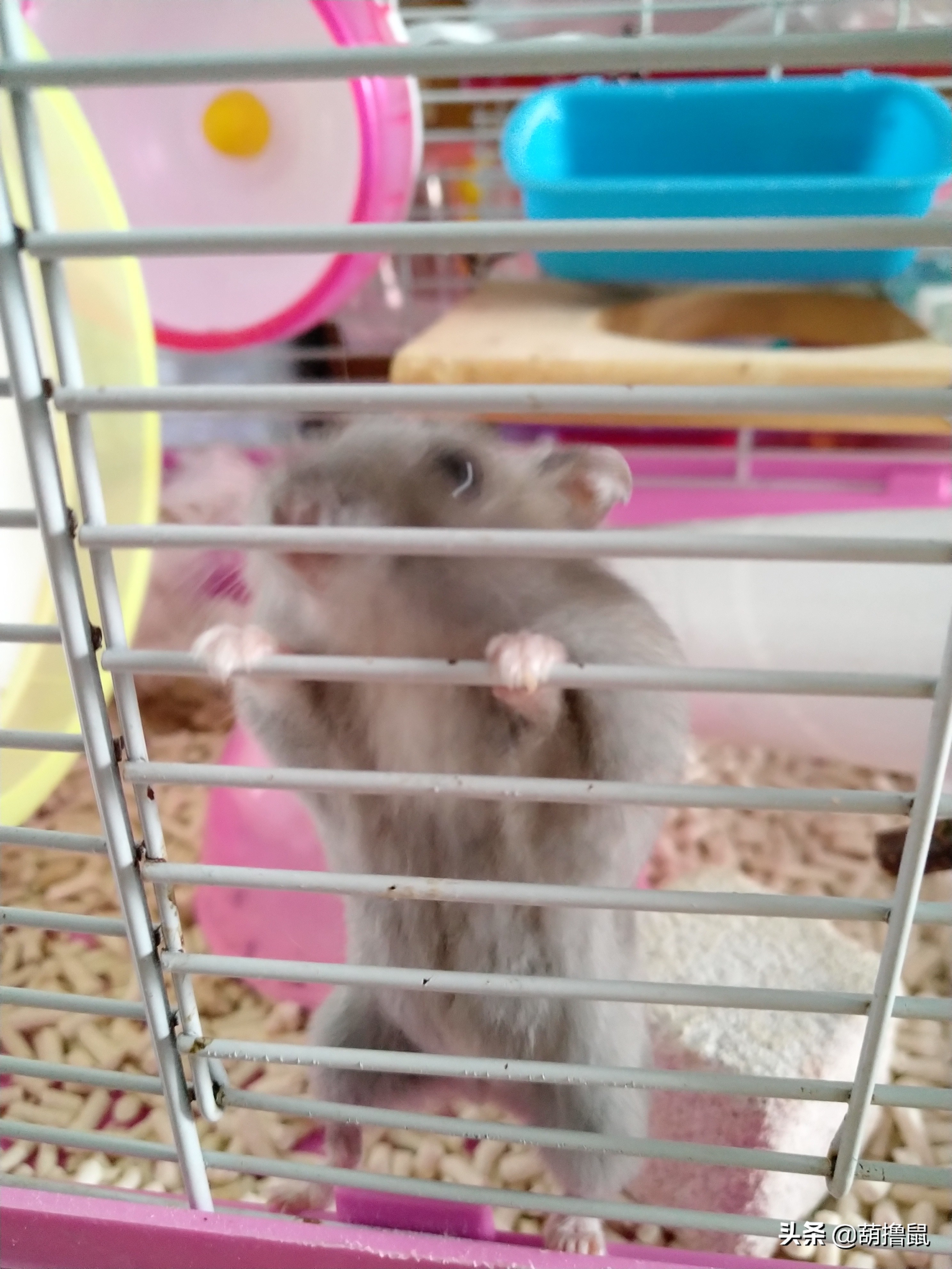 仓鼠繁育注意事项,仓鼠怀孕后的注意事项