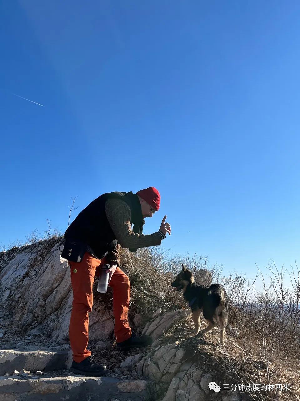 纯白德牧收养视频,领养德牧小奶狗合集