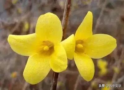 花语大全100种花图片,100种花的花语太全了