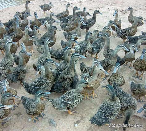 蛋鸭苗哪个品种最好,高产蛋鸭养殖技术