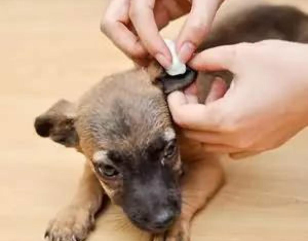 狗狗在家洗澡为什么发抖,宠物狗洗澡防耳朵进水