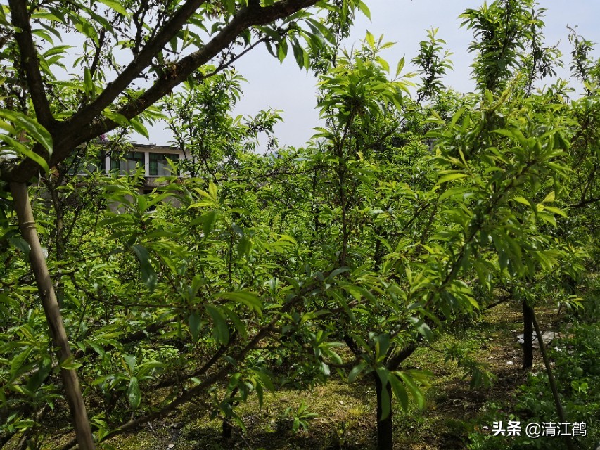 保果肥的最快解决方法,贪吃一口竟然带来这样的后果