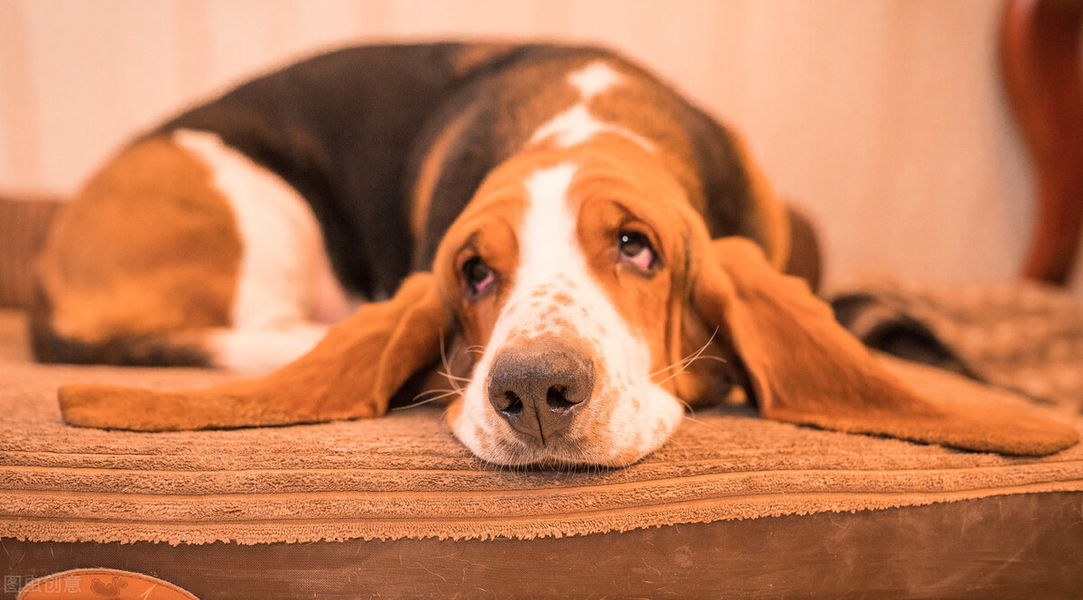 狗狗打呼噜是肾虚吗,狗狗生病了睡觉打呼噜怎么办