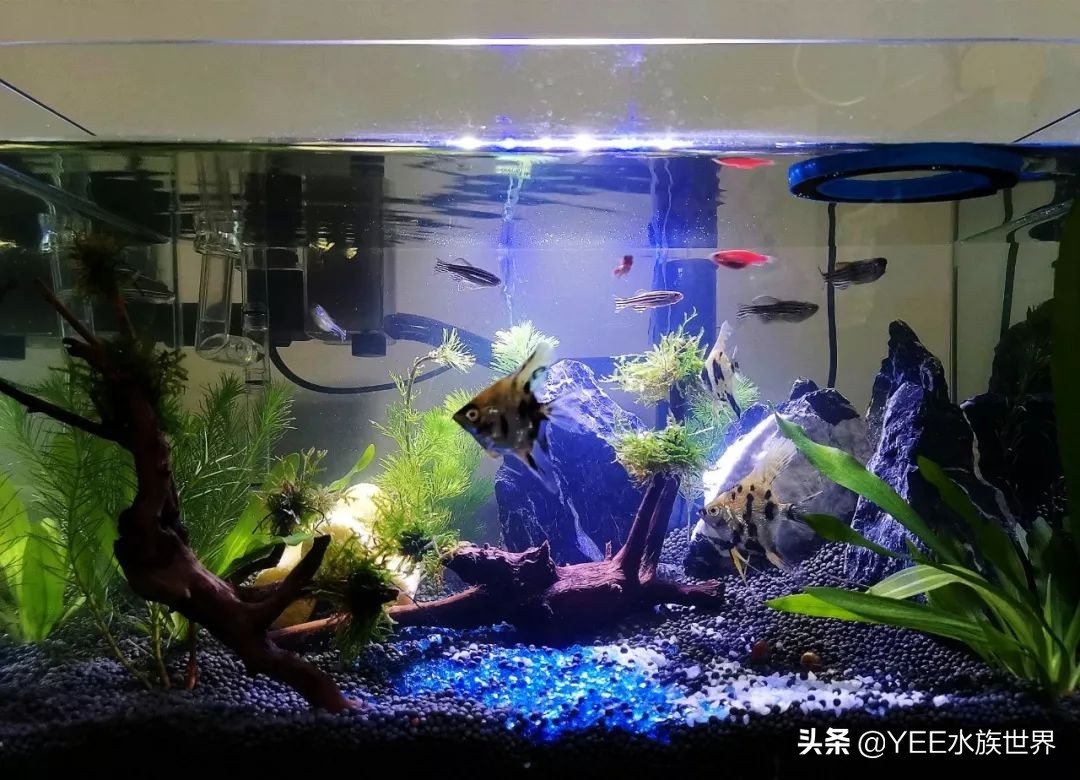 培菌净水最好的装置,高效培菌快速净水