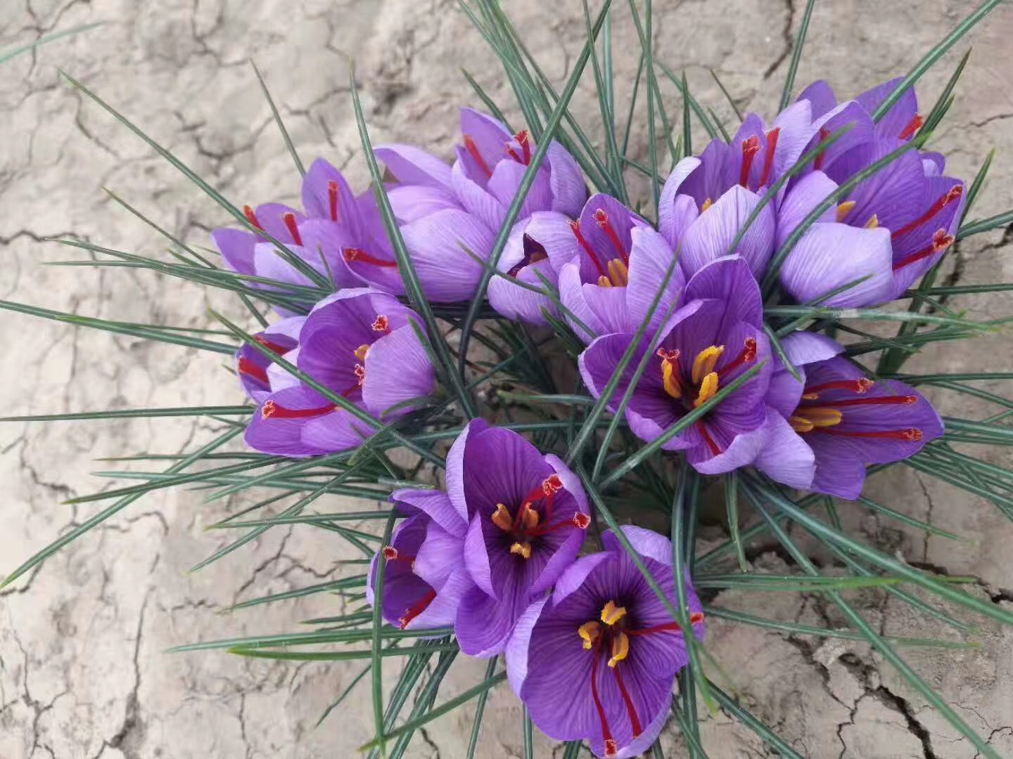 如何辨别藏红花真假视频,如何辨别真假藏红花