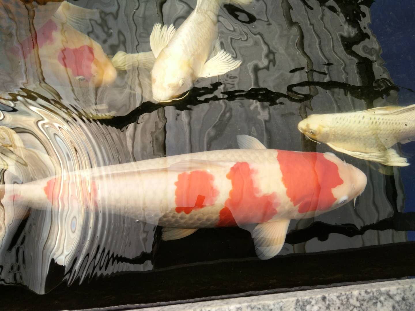 锦鲤饲养要注意哪些,饲养锦鲤用什么肥水