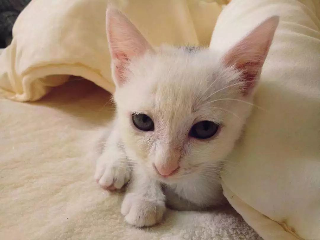 猫咪总是睡地上怎么办,猫咪经常躺床上如何让它睡窝里