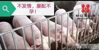 围产母猪气血两亏证候和解决