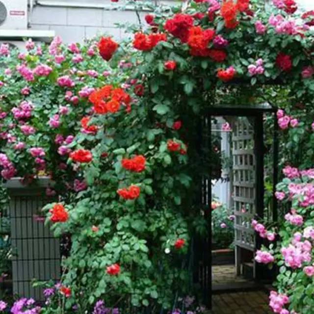 封闭阳台爬藤月季如何牵引,爬藤月季怎么牵引花墙才能开爆花