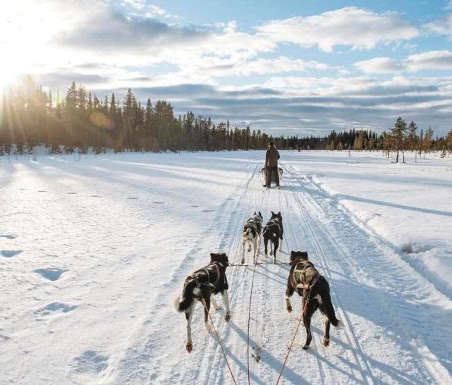 高级玩雪方式，汪星人从挪威一路拉你到瑞典，300公里不在话下