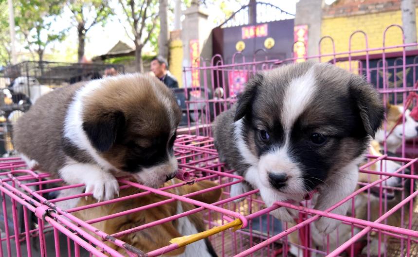如何挑选颜值高的三色柯基,怎样挑选一个健康的柯基幼犬