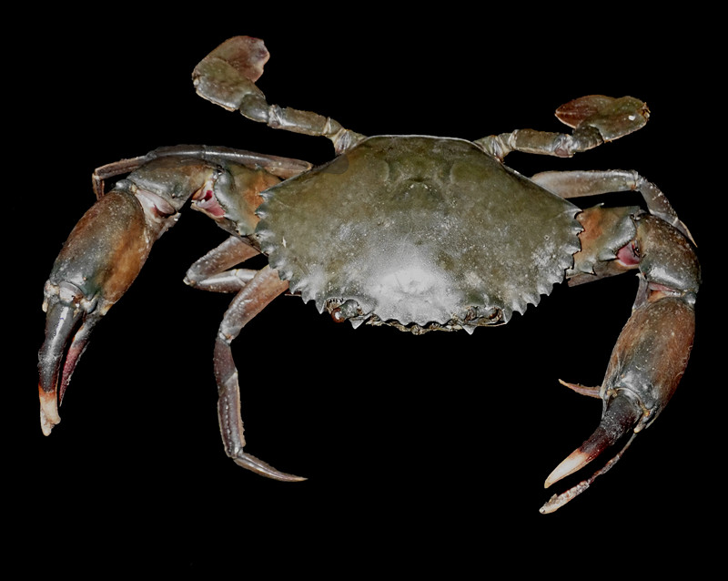 肉蟹膏蟹黄油蟹是同一个品种吗,三门青蟹是肉蟹还是膏蟹