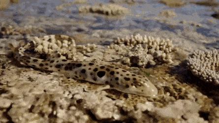 行走的肩章鲨，野心不只是海洋，展示了鲨鱼家族恐怖的进化能力