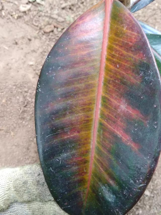 橡皮树黑金刚越长越高了怎么办,黑金刚橡皮树缺水的症状