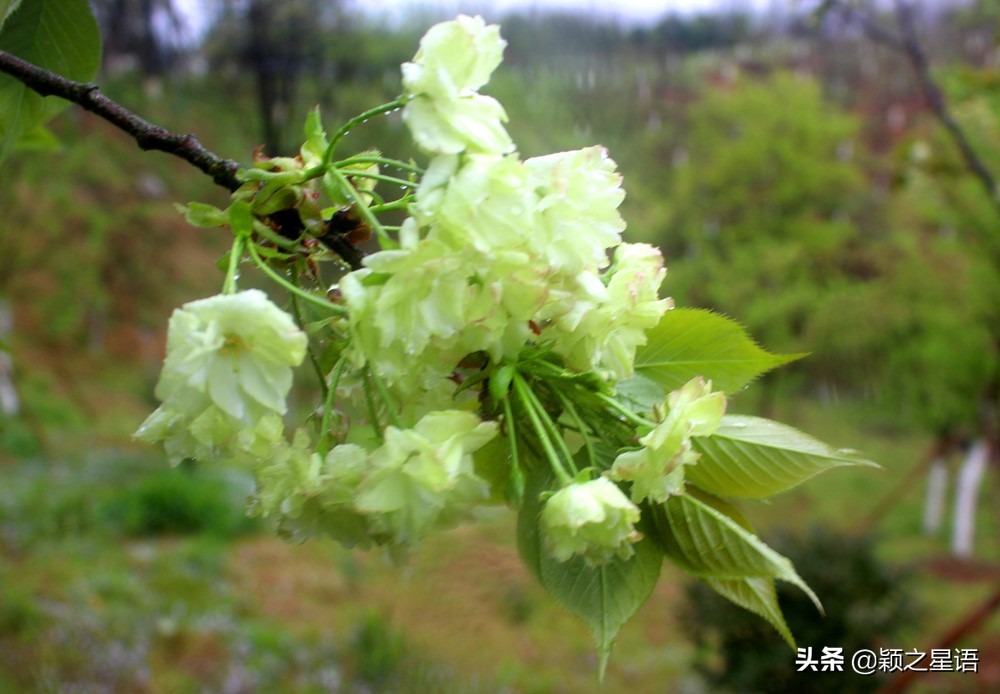 十里樱花十里尘,十五个赏樱地,赴一场樱花之恋