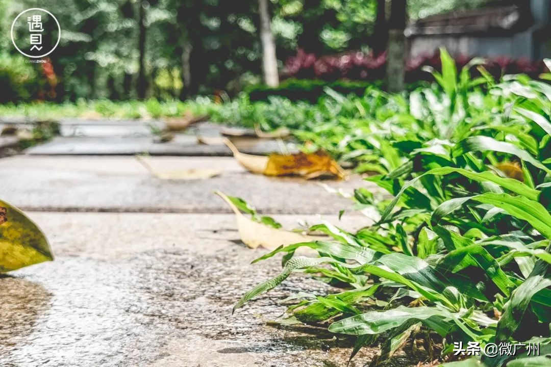 广州芳村未来发展趋势,广州荔湾芳村cbd