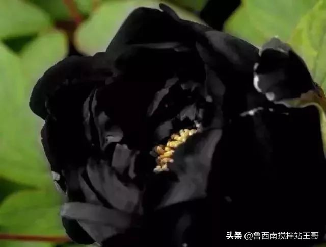 牡丹十大品种九大花系,牡丹进口品种图片及名称