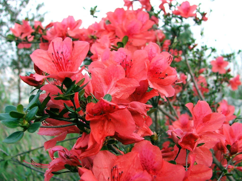 杜鹃花太干了,杜鹃花有点蔫
