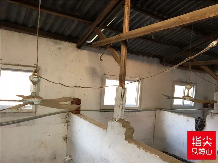 马鞍山流浪狗救助中心在哪里,曝光流浪狗救助真相